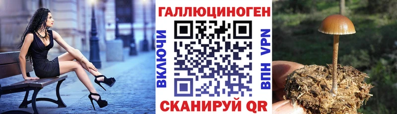 Галлюциногенные грибы GOLDEN TEACHER  KRAKEN tor  Старица 